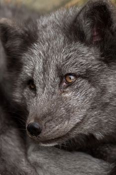 Close-up of the head of a young polar fox