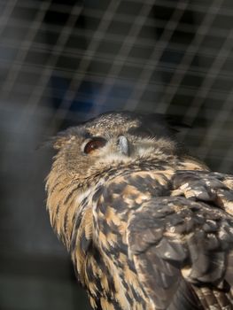 An owl is sitting in the sun in the enclosure