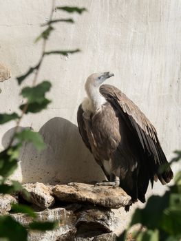 A griffon vulture sits in the sunlight