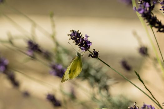 A beautiful butterfly in the wild garden