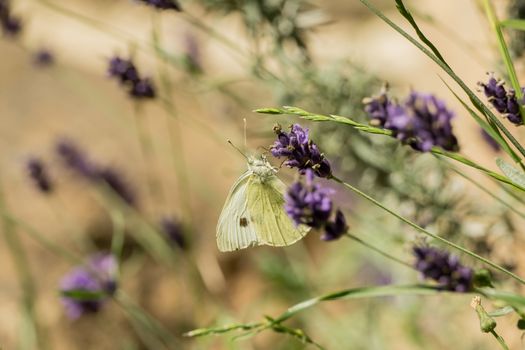 A beautiful butterfly in the wild garden