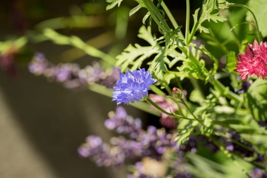 Colorful wildflowers in the garden in the sunlight