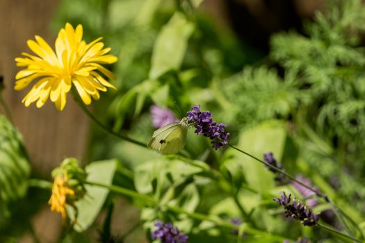 A beautiful butterfly in the wild garden