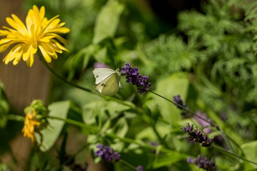 A beautiful butterfly in the wild garden