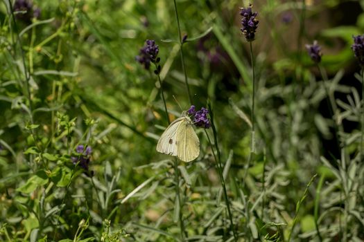 A beautiful butterfly in the wild garden