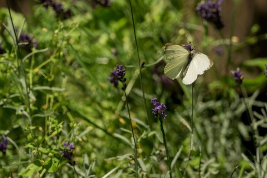 A beautiful butterfly in the wild garden