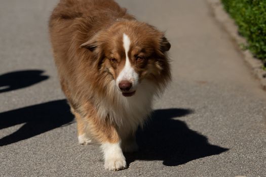 A mini Australian Shepherd during a walk in the park