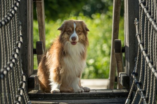 A mini Australian Shepherd is running over a bridge