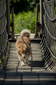 A mini Australian Shepherd is running over a bridge