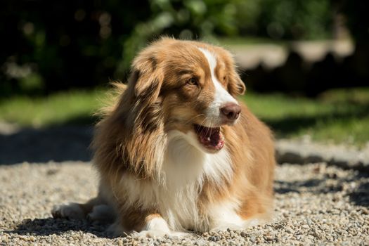 A mini Australian Shepherd lies on a gravel road