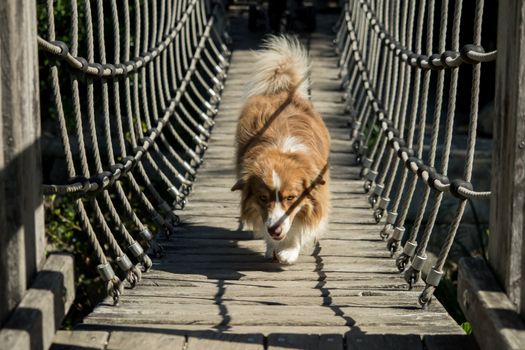 A mini Australian Shepherd is running over a bridge