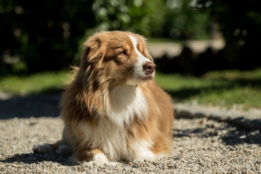 A mini Australian Shepherd lies on a gravel road