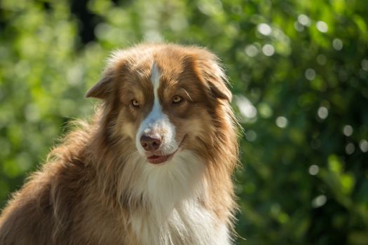 Close-up of the head of an Australian Shepherd