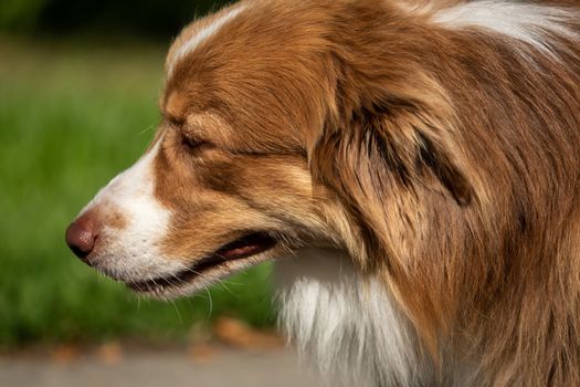 Close-up of the head of an Australian Shepherd