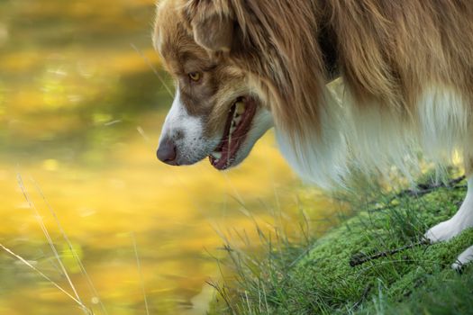 Close-up of the head of an Australian Shepherd