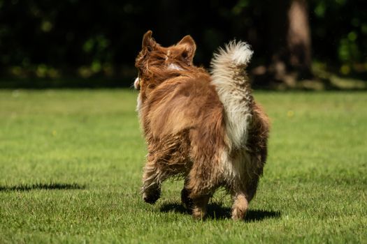 A mini Australian Shepherd is running in the meadow