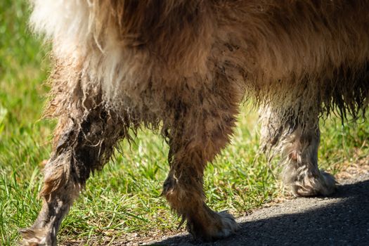 A mini Australian Shepherd with dirty fur