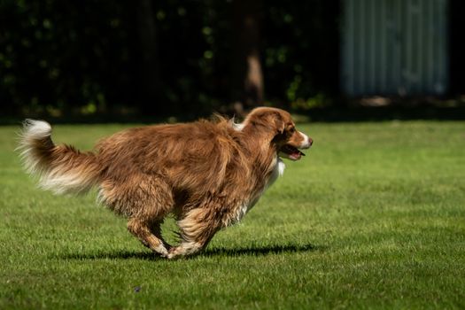 A mini Australian Shepherd is running in the meadow