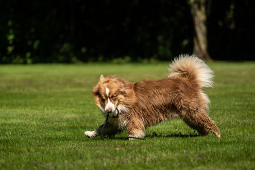 A mini Australian Shepherd plays outside with his leash