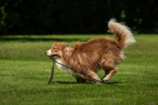 A mini Australian Shepherd plays outside with his leash