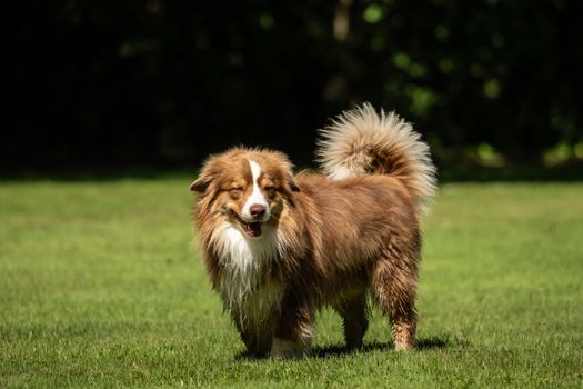 A mini Australian Shepherd is standing in the meadow