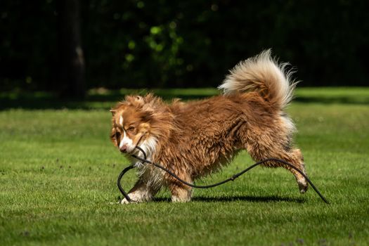 A mini Australian Shepherd plays outside with his leash