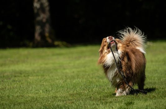 A mini Australian Shepherd plays outside with his leash