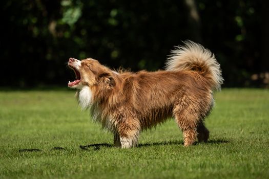 A mini Australian Shepherd plays outside with his leash