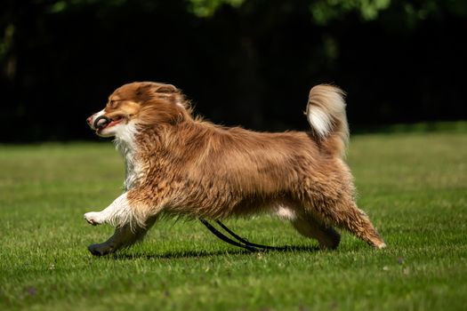 A mini Australian Shepherd plays outside with his leash