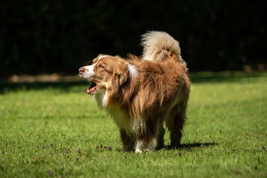 A mini Australian Shepherd is standing in the meadow