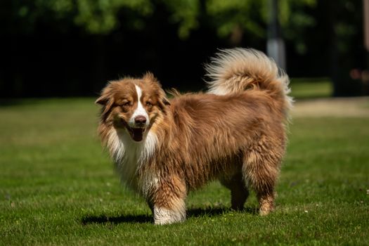 A mini Australian Shepherd is standing in the meadow