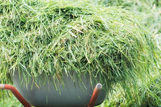 Fresh grass on the wheelbarrow