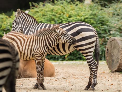 A little zebra is standing with the mother