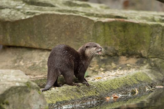 A wet otter on the water