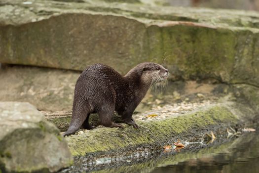 A wet otter on the water