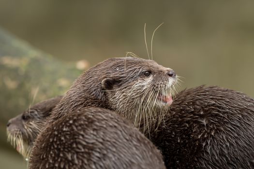 A wet otter on the water