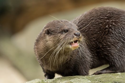 A wet otter on the water