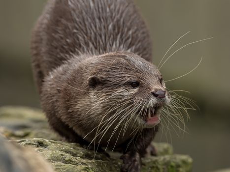 A wet otter on the water