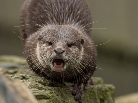 A wet otter on the water