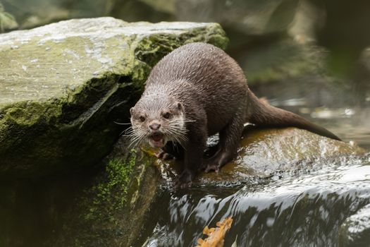 A wet otter on the water