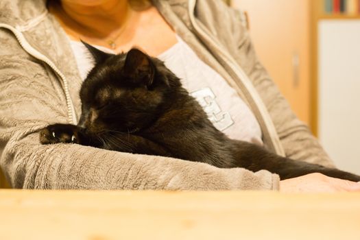 Woman is holding relaxed cat in the arm