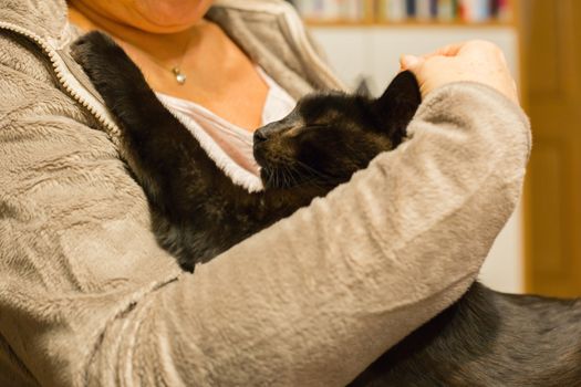 Woman is holding relaxed cat in the arm