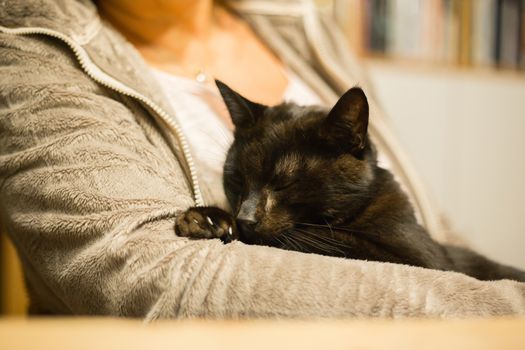 Woman is holding relaxed cat in the arm