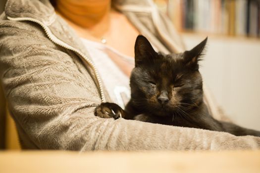 Woman is holding relaxed cat in the arm