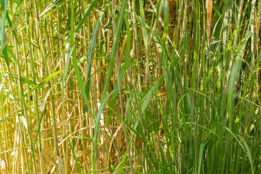 An organic texture, tall thin green grass