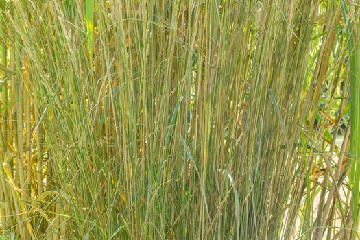 An organic texture, tall thin green grass