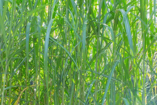 An organic texture, tall thin green grass