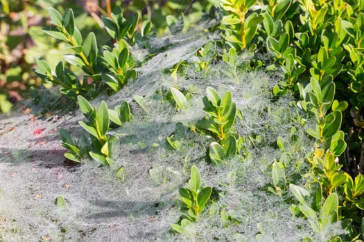 A bush full of cobwebs and dewdrops