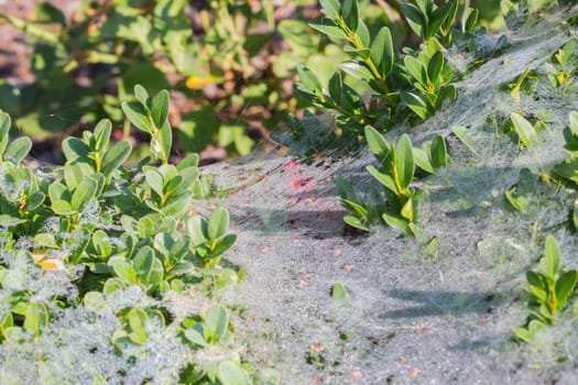 A bush full of cobwebs and dewdrops