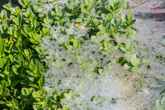 A bush full of cobwebs and dewdrops